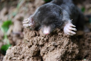 mole trapping in Lexington KY