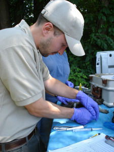 Chad sampling for rabies on a KY raccoon.