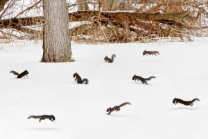 urban-squirrel-party