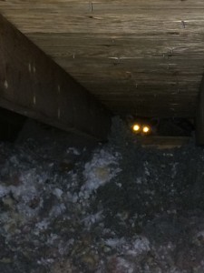 A raccoon encountered in a Lexington, KY attic