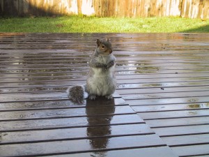 A squirrel sitting on a deck