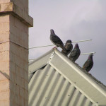 Birds perched along the peak of a roof