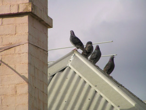 Birds perched along the peak of a roof