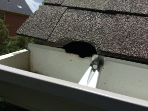 Squirrel entry into attic through roof corner