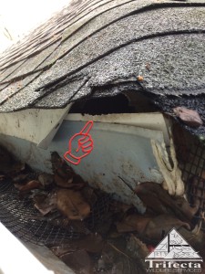 Gray squirrel entry into a roof corner through aluminum