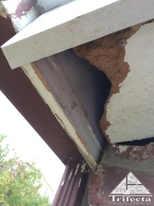 Soffit of a Lexington Ky home that has been chewed by a gray squirrel