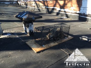 Roof vent that served as an entry point for this raccoon.