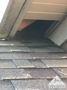 Vinyl soffit return breached by a raccoon in Richmond KY