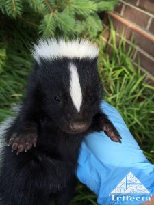 A juvenile striped skunk captured in Lexington KY