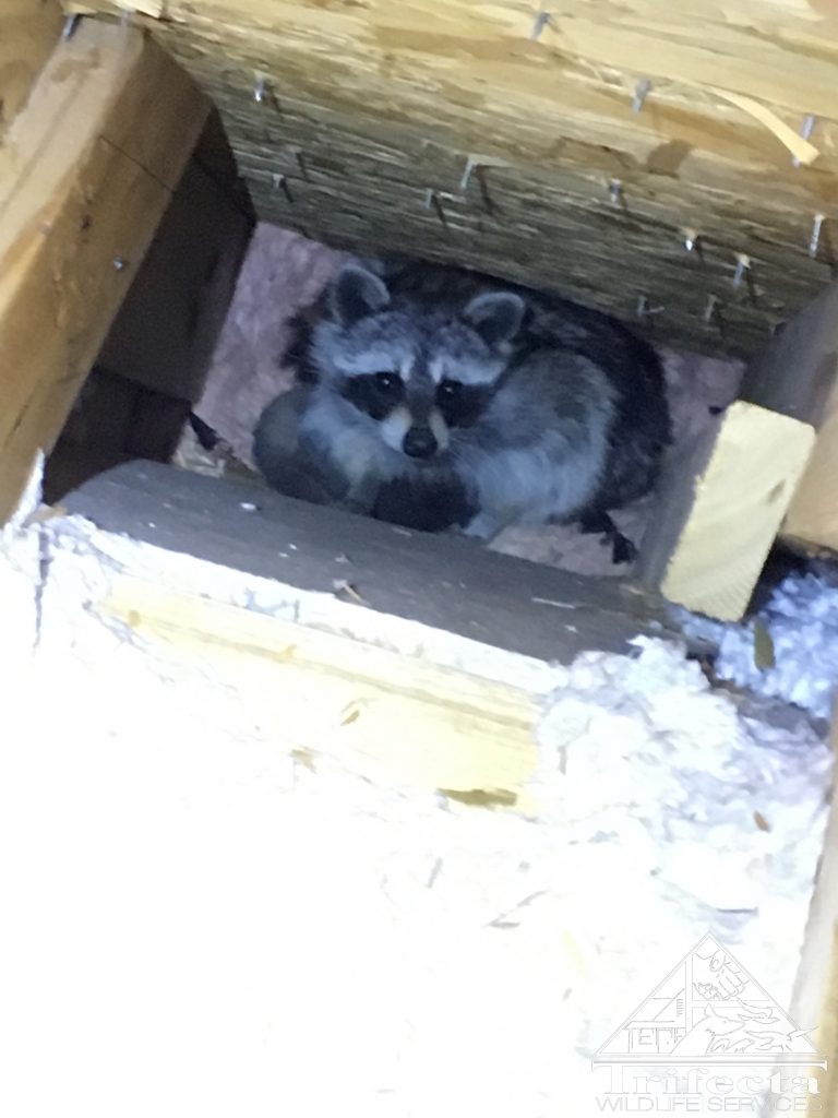 A maternal raccoon in the wall of a Lexington KY home