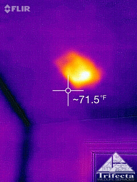 Thermal image of a raccoon with litter of kits behind drywall