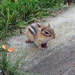 Chipmunk on a concrete curb