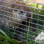 Groundhogs trapped in Lexington KY