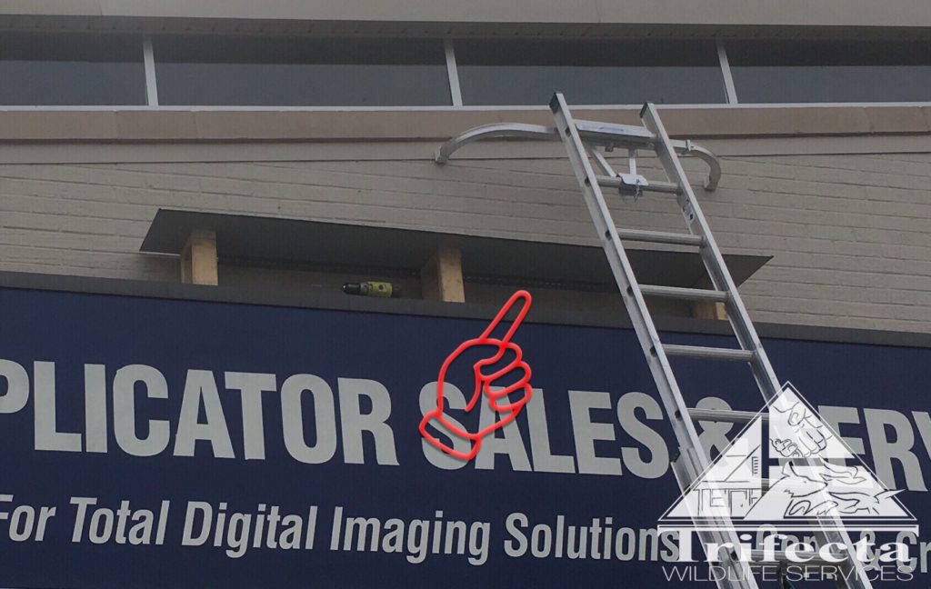 Mid-installation of a ledge protection system on a storefront sign