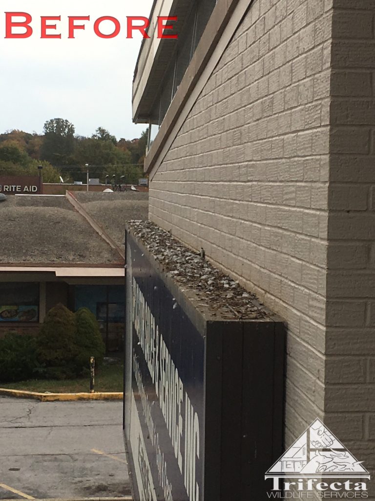 Storefront sign ledge with accumulation of pigeon droppings on the ledge