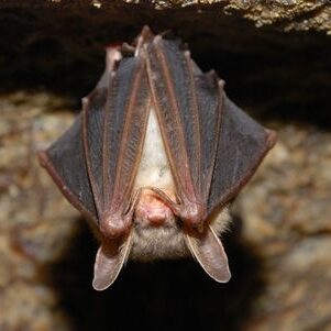 bats-rodent-removal