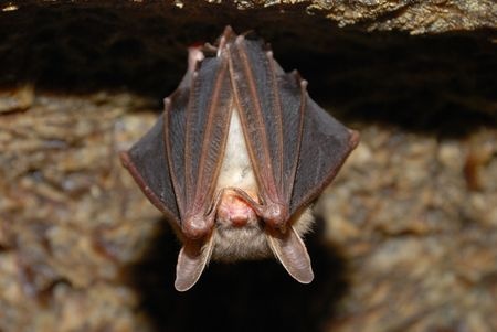 bats-rodent-removal