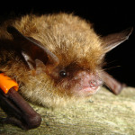 brown-bat-removal