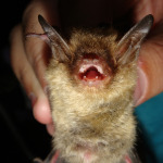 A bat held in hand