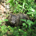 Groundhog in the vegetation