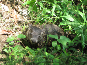 Groundhog Removal