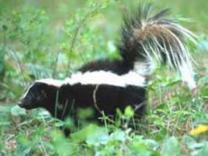 Skunk Removal Services