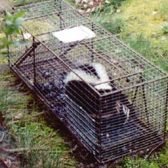skunkcontrol
