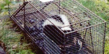 skunkcontrol