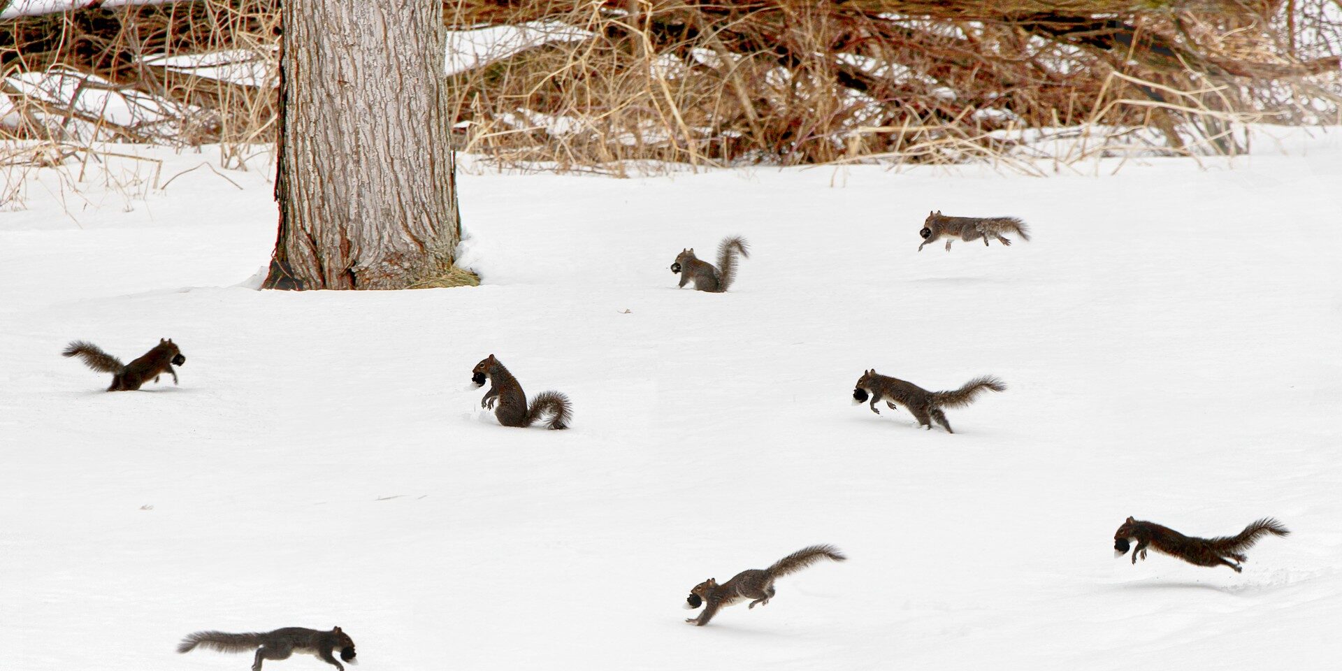 urban-squirrel-party