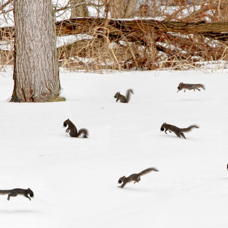 urban-squirrel-party