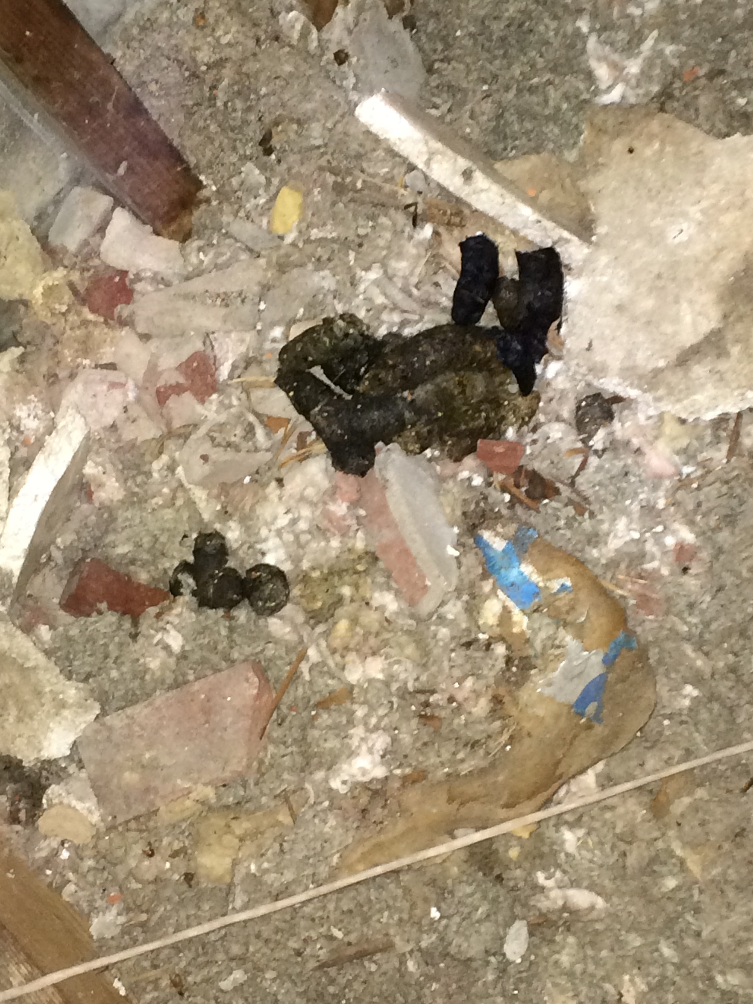 Raccoon Feces In Attic Trifecta Wildlife Services   Raccoon Droppings In Attic Lexington Ky E1430490405271 