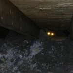 A raccoon encountered in a Lexington, KY attic