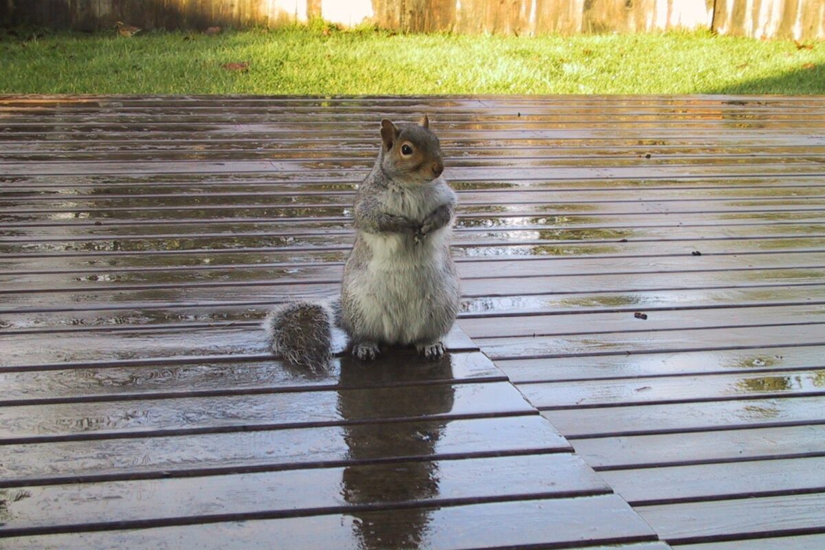 A squirrel sitting on a deck
