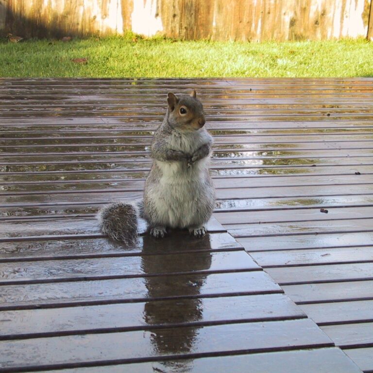 Squirrel On Deck A squirrel sitting on a deck