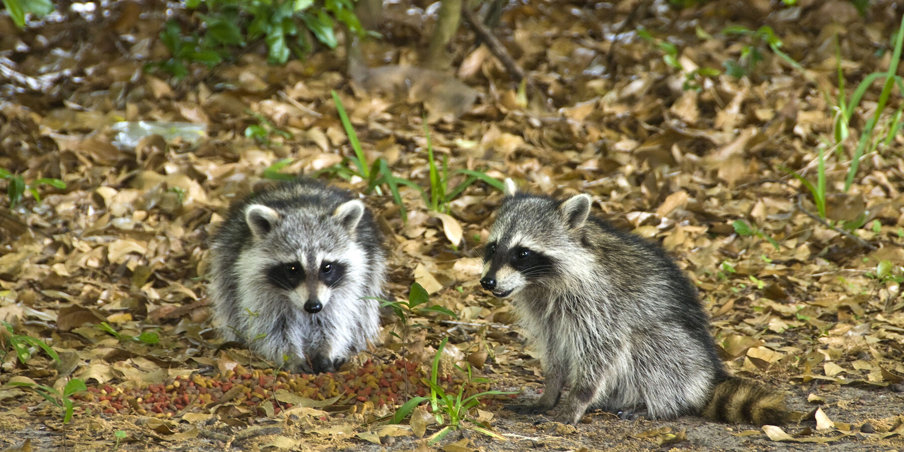 Telephoto of a Pair of Wild Young Raccoons stealing cat food