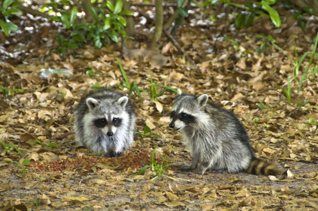 Telephoto of a Pair of Wild Young Raccoons stealing cat food