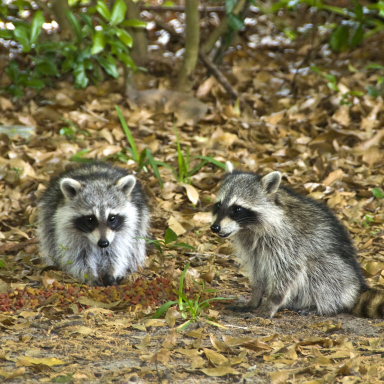 Telephoto of a Pair of Wild Young Raccoons stealing cat food