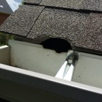 Squirrel entry into attic through roof corner