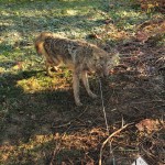 A suburban coyote in Lexington KY captured with the Collarum trap