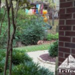 A coyote is a suburban Lexington KY backyard