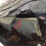 Gray squirrel entry into a roof corner through aluminum