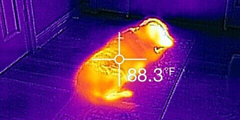 Thermal Imaging Dog Example An example of thermal imaging looking at a dog