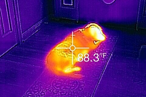 An example of thermal imaging looking at a dog