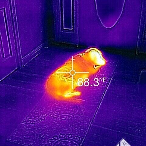 Thermal Imaging Dog Example An example of thermal imaging looking at a dog