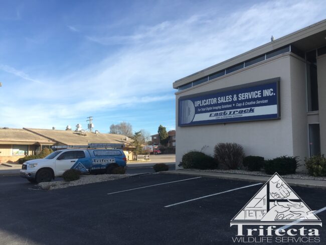 Wide View Bird Proofed Sign Ledge Wide angle view of a completed sign ledge protection system
