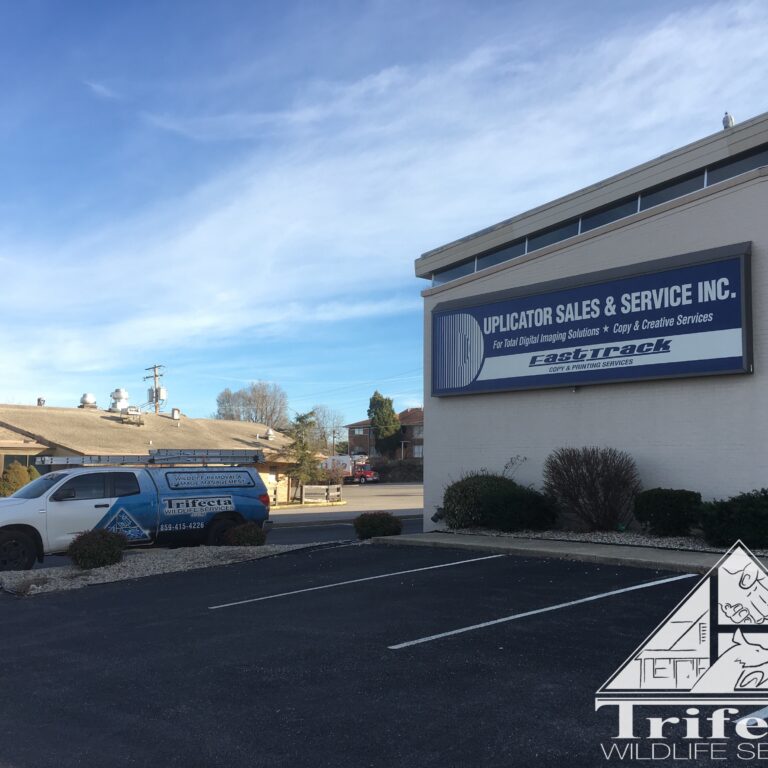 Wide View Bird Proofed Sign Ledge Wide angle view of a completed sign ledge protection system