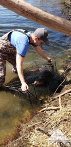 Chad with a trapped beaver from a Lexington reservoir