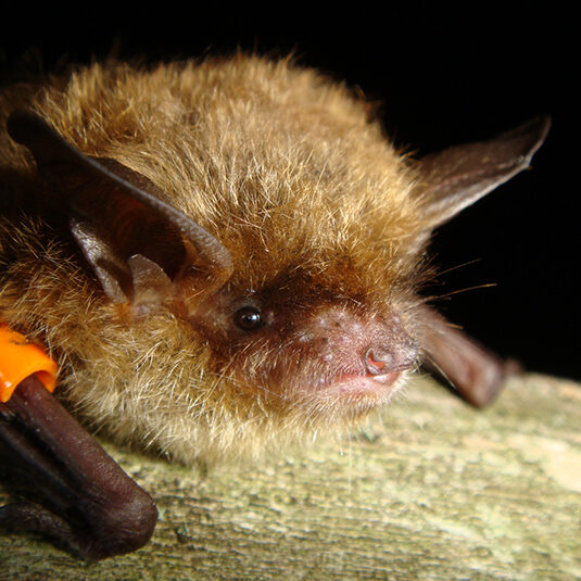 brown-bat-capture-myotis2-sm