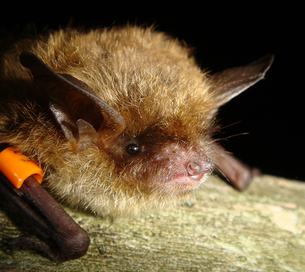 brown-bat-capture-myotis2-sm