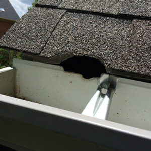 Grey squirrel chew in at the gutterline